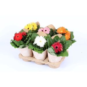 Gerbera gemengd 2+ bl12 cm in Pure Blooms draagtas eco