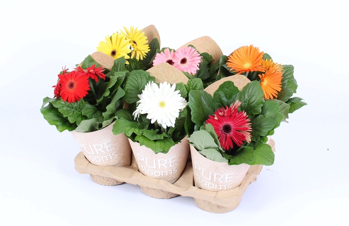 <h4>Gerbera gemengd 2+ bl12 cm in Pure Blooms draagtas eco</h4>