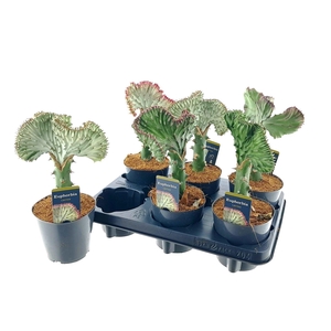 Euphorbia lactea Cristata