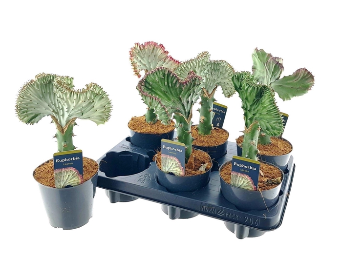<h4>Euphorbia lactea Cristata</h4>