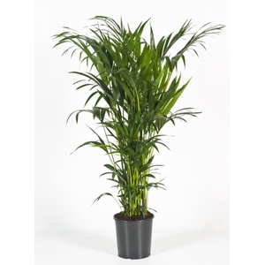 Howea forsteriana 160cm (Kentia)