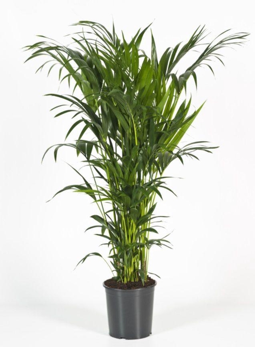 <h4>Howea forsteriana 160cm (Kentia)</h4>