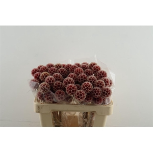 Scabiosa Stellata Red