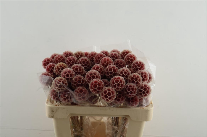 <h4>Scabiosa Stellata Red</h4>