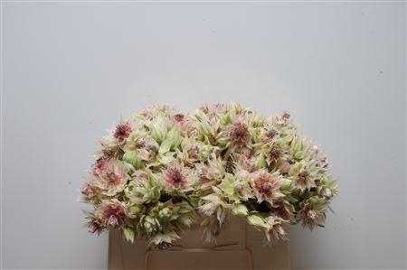 <h4>Blushing Bride 6-10</h4>