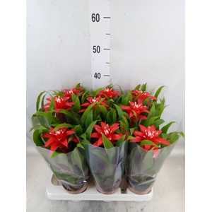 Guzmania  'Confetti'
