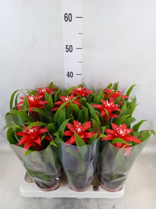<h4>Guzmania  'Confetti'</h4>