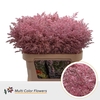 Solidago DYED Pink Light