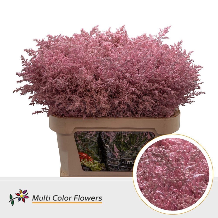 <h4>Solidago Colored ROSE LIGHT</h4>