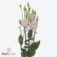 Lisianthus do chaconne wedding pink