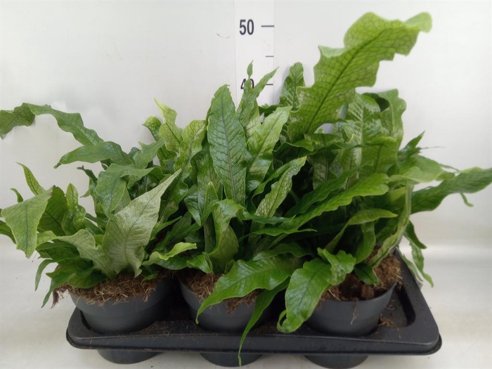 <h4>Microsorum musifolium 'Crocodyllus'</h4>