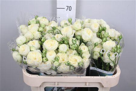 <h4>R Tr Ayala!</h4>