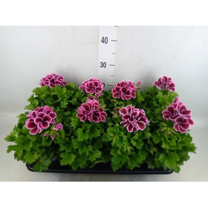 Pelargonium gran.   ..