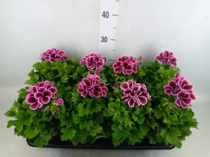 <h4>Pelargonium gran.   ..</h4>