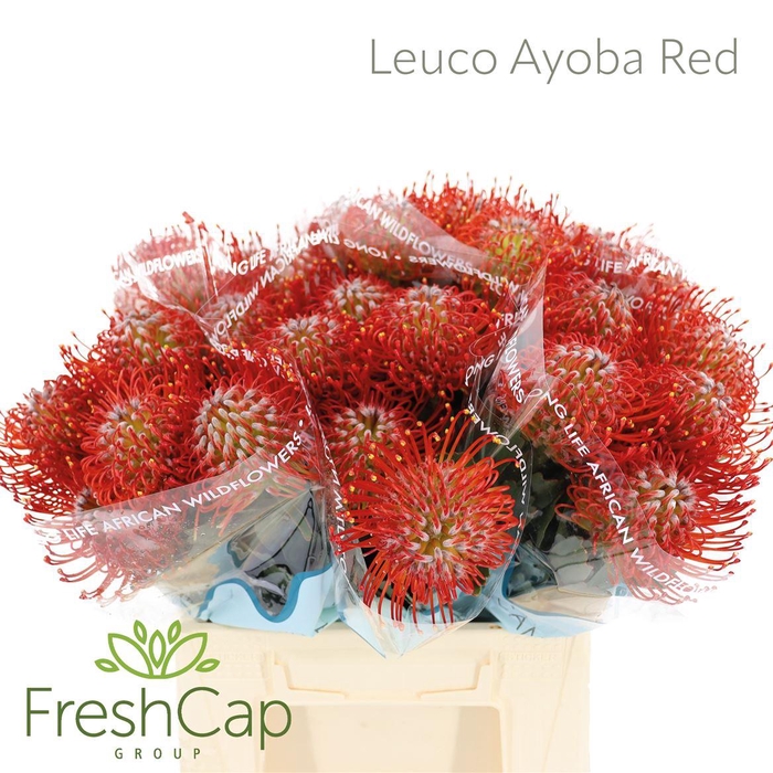 <h4>Leuco Ayoba Red</h4>