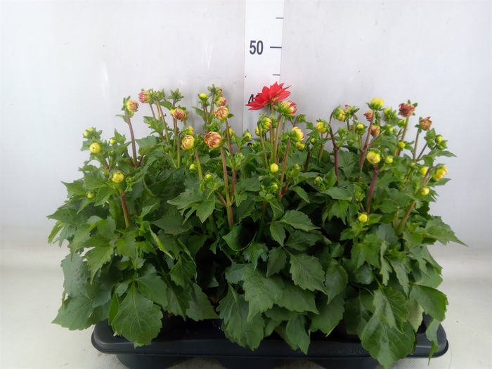 <h4>Dahlia  'Dahlinova Tempt Red'</h4>