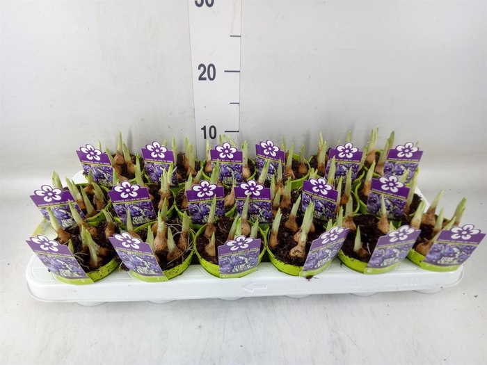 <h4>Iris reticulata 'Pixie'</h4>