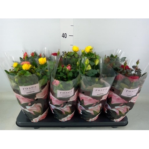 Rosa  'Patio-Hit'   ...mix 6