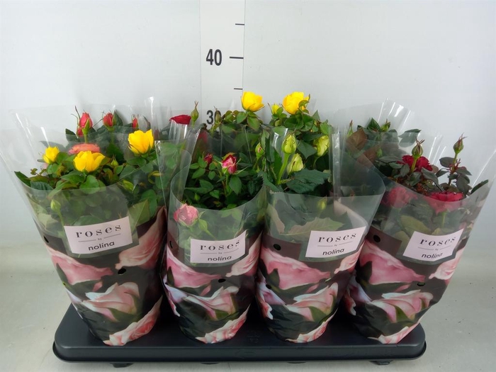 <h4>Rosa  'Patio-Hit'   ...mix 6</h4>