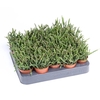 Rhipsalis Burchellii mini RH5005