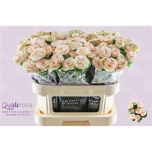 R TR GEN TRENDSETTER