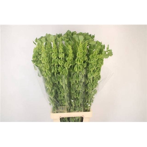 MOLUCCELLA STUK