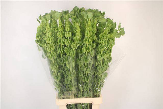 <h4>MOLUCCELLA STUK</h4>