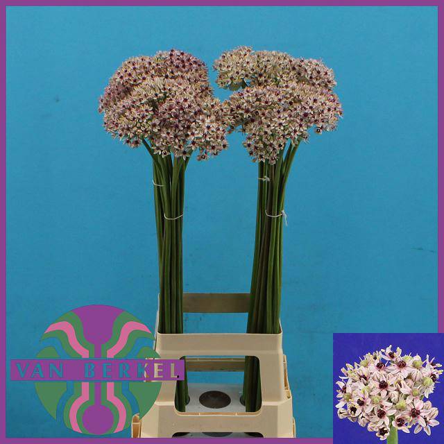 <h4>ALLIUM SILVERSPRING</h4>