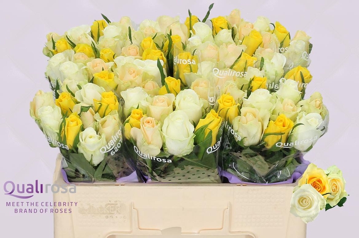 <h4>R Gr Mix Lemonade</h4>