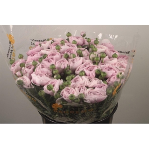 Ran... Su Nebbia Super