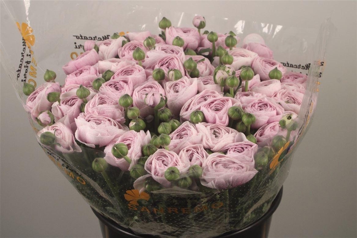 <h4>Ran... Su Nebbia Super</h4>