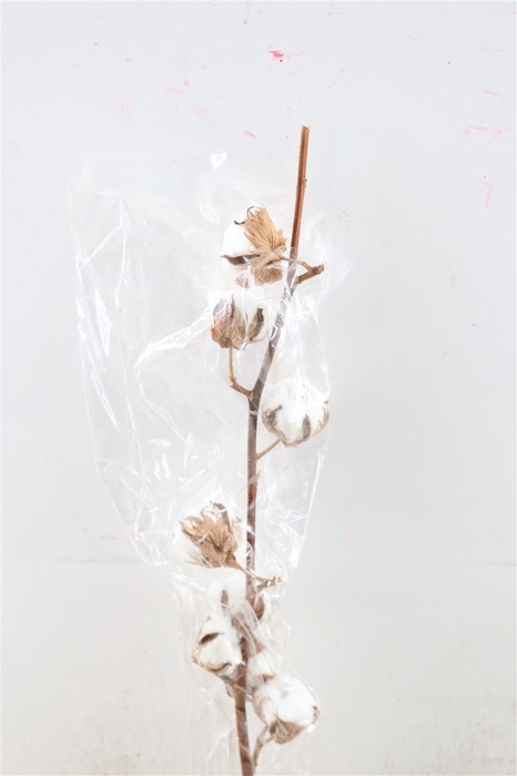 Dried Gossypium (katoen) 8 Bal