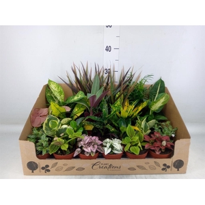 Planten Groen   ...mix 24