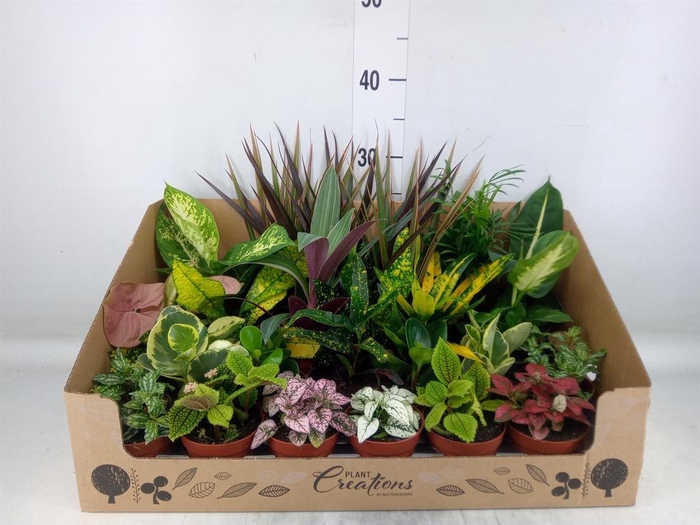 <h4>Planten Groen ...mix 24</h4>