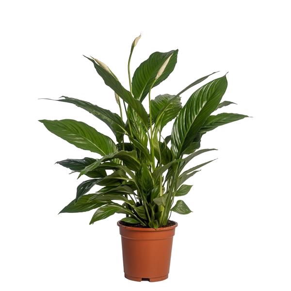 <h4>Spathiphyllum 'Vivaldi'</h4>