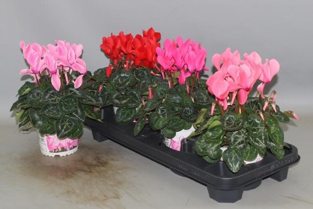 <h4>CYCL GR SUP XL</h4>