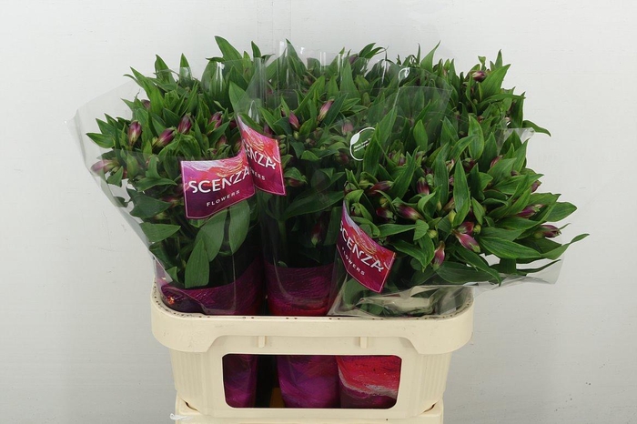 <h4>Alstr Carline</h4>