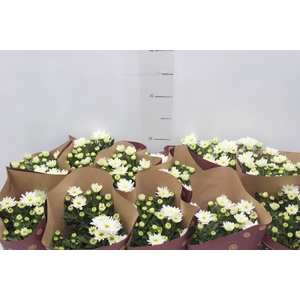 CRISANTEMO MINI P11 BRANCO