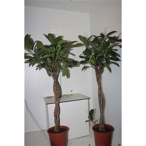 Ficus Melany 4 Pp Vlecht Stam