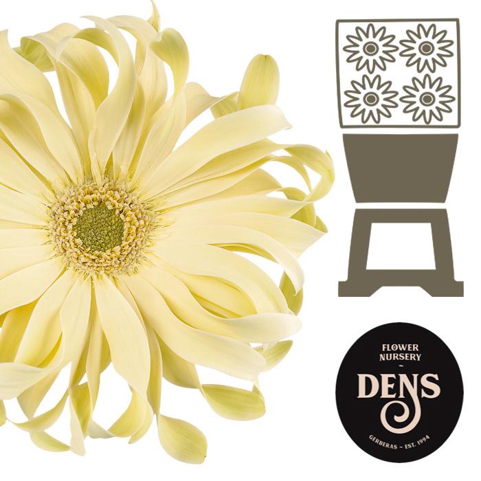 <h4>Gerbera Pasta Carbonara Diamond</h4>