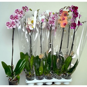 PHAL GEM 6 KL