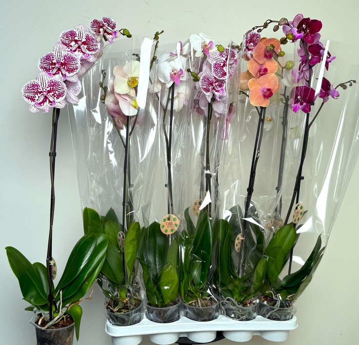<h4>PHAL GEM 6 KL</h4>