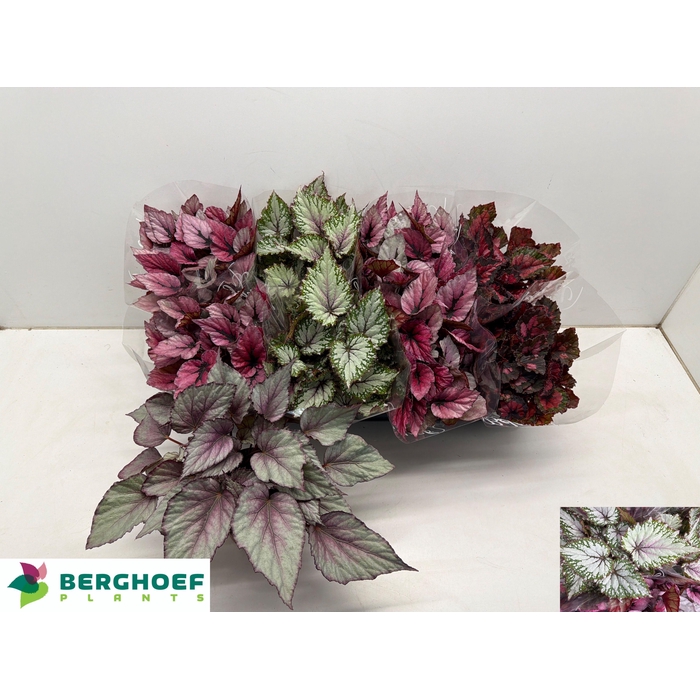 <h4>BEG BEL GEM</h4>