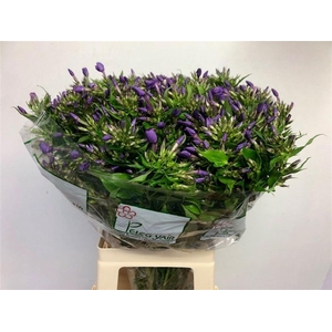 PHLOX VAN GOGH