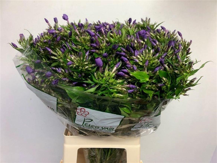 <h4>PHLOX VAN GOGH</h4>