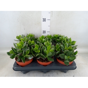 Crassula  'Hulk'