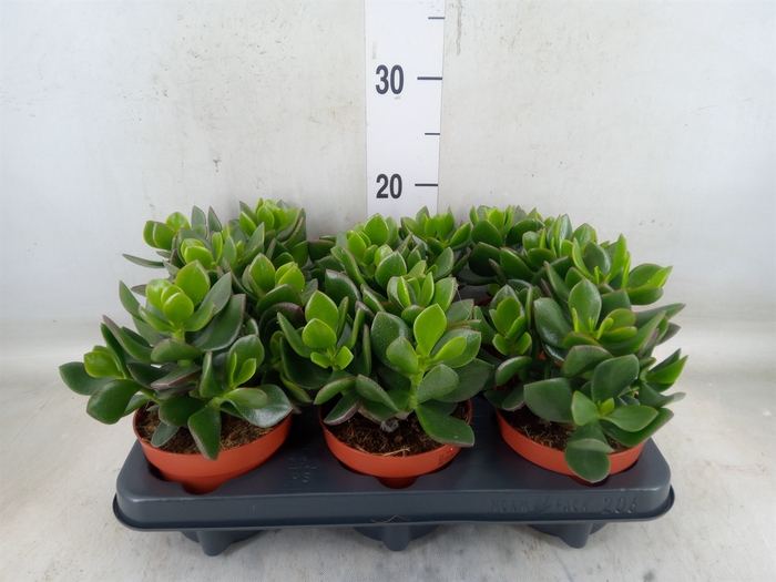 <h4>Crassula  'Hulk'</h4>