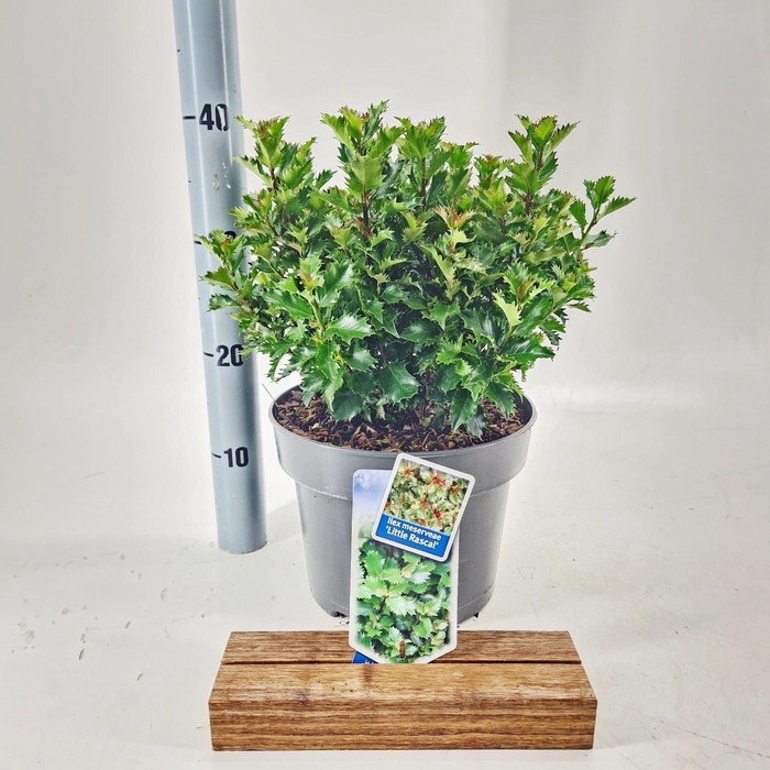 Ilex meserveae