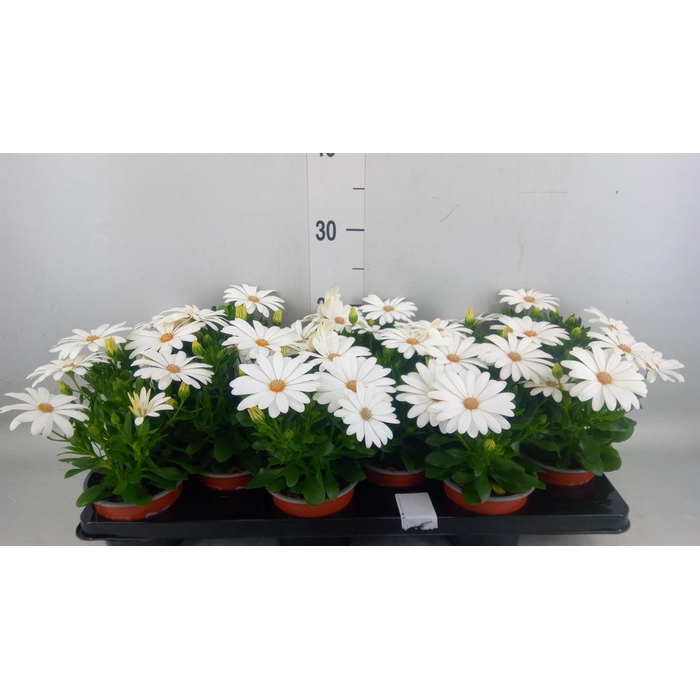<h4>Osteospermum  'Sunny Pingo'</h4>