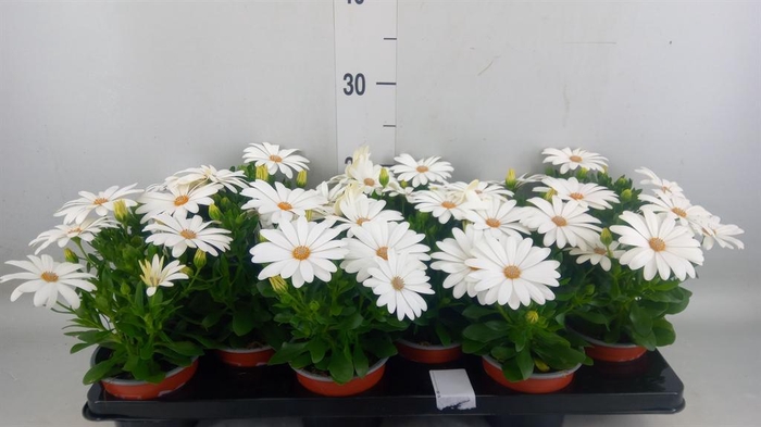 <h4>Osteospermum 'Sunny Pingo'</h4>